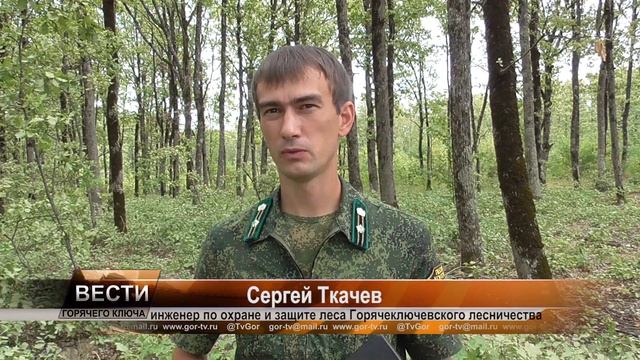 Дубовая кружевница смотреть онлайн