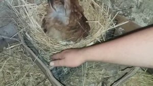 Как посадить квочку на яйца?