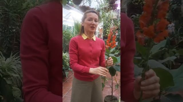 Что любит кусающийся дракон? смотреть онлайн