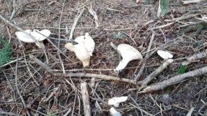 Ordinali da capogiro - Clitocybe geotropa