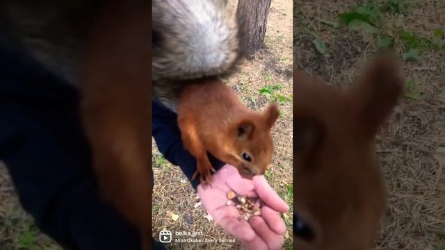 The squirrel is on my arm. Белка ест на руке