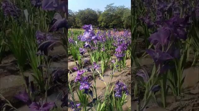 Beautiful Purple Gladiolus | Gladiolus Flower | Gladiolus #shorts