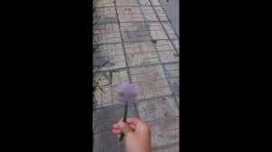 лук батун в реальной жизни.