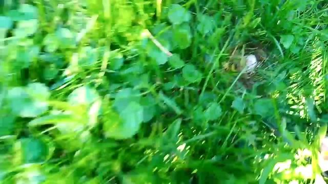 Собираю грибы на даче (свинушки и луговые шампиньоны) смотреть онлайн