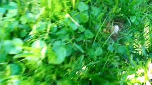 Собираю грибы на даче (свинушки и луговые шампиньоны)