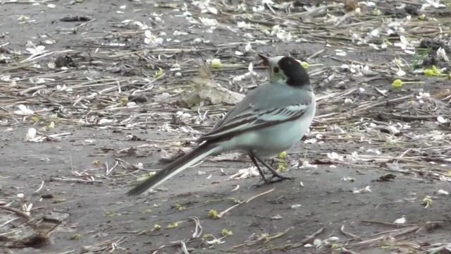 Белая трясогузка. ( Motacilla alba )