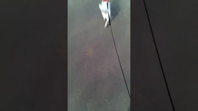 Гуляю с собачкой это была жесть кидается на детей смотреть онлайн