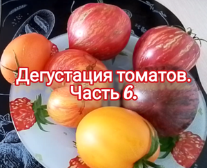 Дегустация томатов. Часть 6.