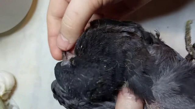 Голубенок с трихомонозом - спустя 4 дня. Ссылка в комментах