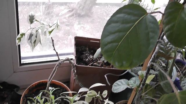 цветы дома смотреть онлайн