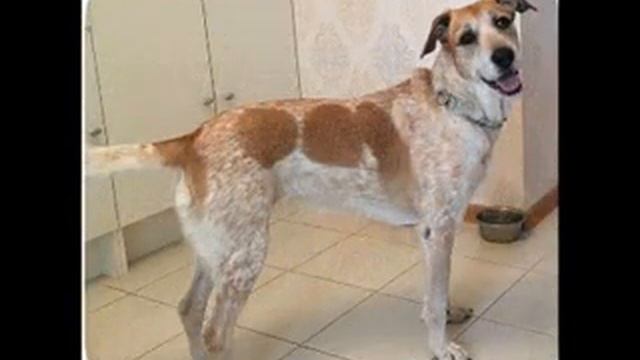 Пропала собака. Всем, всем, всем!! Помогите ее найти!! смотреть онлайн