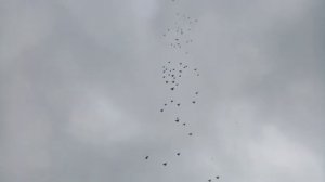 НИКОЛАЕВСКИЕ ГОЛУБИ с. РАЗДОЛЬНОЕ ФИСУНОВ А. А. 20.11.2021.