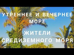 Утреннее и вечернее МОРЕ / Жители СРЕДИЗЕМНОГО моря.