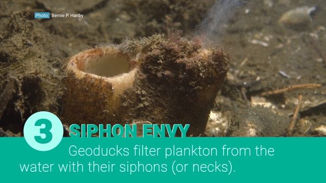 4 Interesting Geoduck Facts смотреть онлайн