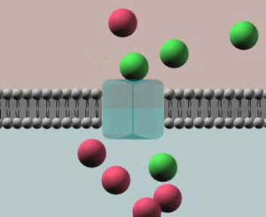 АКТИВНЫЙ ТРАНСПОРТ ВЕЩЕСТВ ЧЕРЕЗ КЛЕТОЧНУЮ МЕМБРАНУ