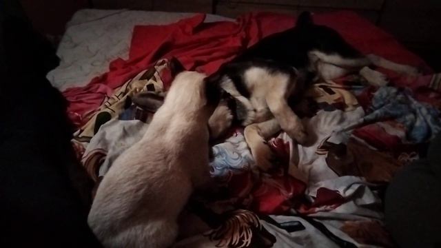 УЖАС!!! Котёнок загрыз щенка! смотреть онлайн