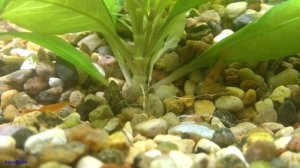 Удобрения AQUAYER макро и микро, подходит ли для креветок?