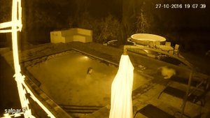 Крокодил напал на купающуюся пару в бассейне. Реальный случай. Real case.