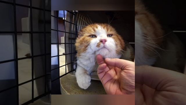 Кот лишился обоих ушек и пришел к дому в поисках обьедков,история милого рыжего котика. смотреть онлайн