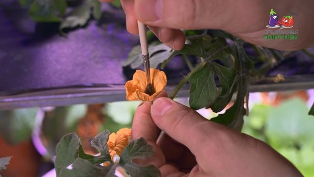 Опыление арбуза. Практические советы смотреть онлайн
