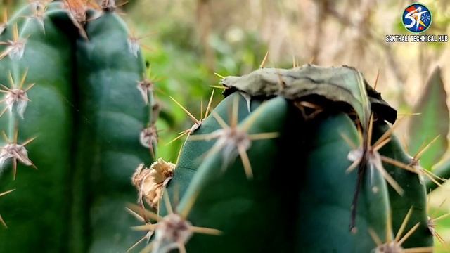 mundir sid,naagfani,manasa,Cereus repandus (cactus genus), queen of the night,Peruvian apple cactus смотреть онлайн