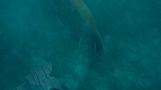 Sea cow, the most relaxed animal I have ever seen in the red sea смотреть онлайн