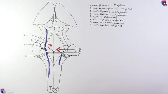 Ромбовидная ямка анатомия рисунок