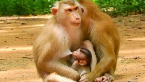 Most adorable video! Libby allow big monkey Luna join milk with Rainbow, Luna cheat milk bb Rainbow