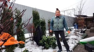 Рододендроны зимой / Как укрыть рододендрон, мой опыт ухода за альпийской розой