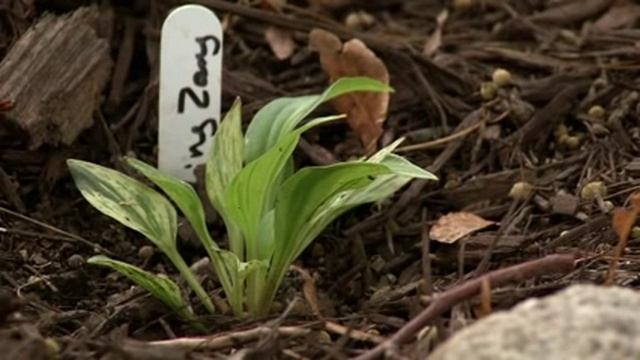 Prairie Yard & Garden: Hostas смотреть онлайн