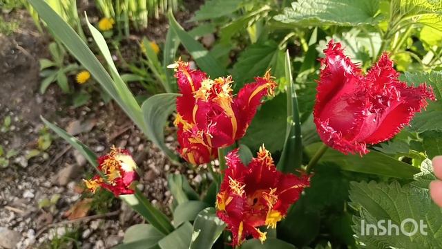 Неожиданный клад на участке и Обычный будничный день 😀🧐🌷 смотреть онлайн