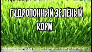 ГИДРОПОННЫЙ ЗЕЛЕНЫЙ КОРМ