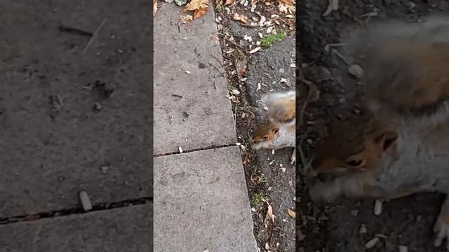 Friendly Squirrel Nuts Crazy