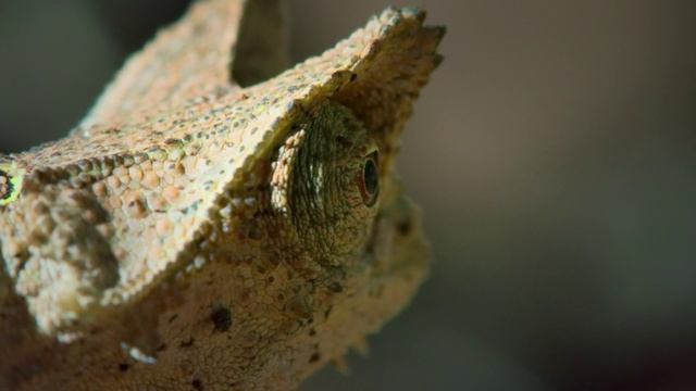 Michael Jackson смотреть онлайн