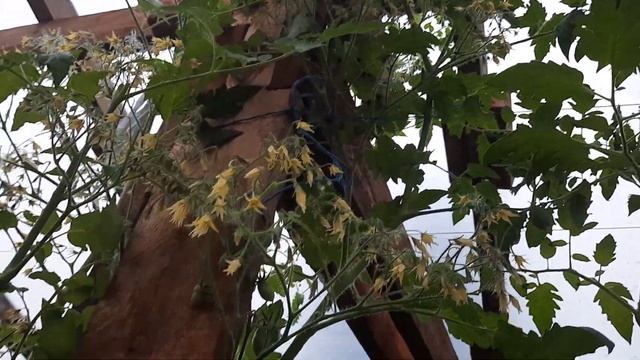 Обзор томата Сумасшедшие вишни Барри в теплице смотреть онлайн