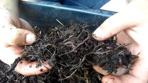 Как размножился калифорнийский червь за 9 месяцев.