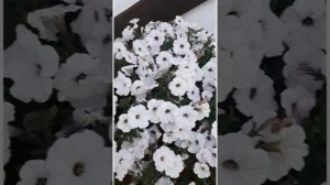 петуния Изи Вэйв Сильвер (Easy Wave Silver)