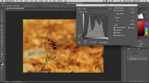 Adobe Photoshop CC The Complete Beginner Course : 22  Basic Image Adjustments