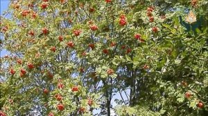 Ветки деревьев и кустарников в рационе кролика