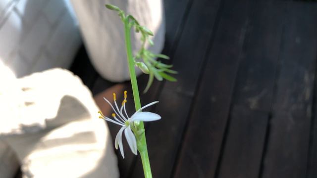 Хлорофитум смотреть онлайн