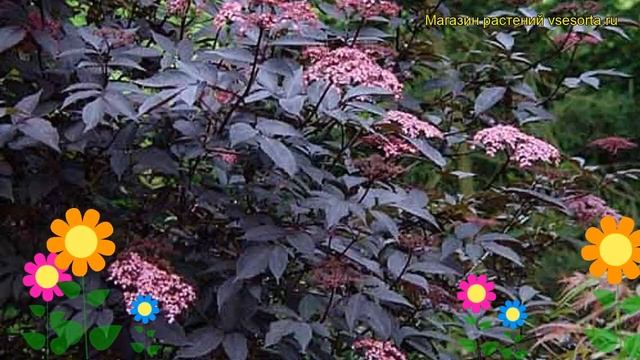 Бузина черная Блэк Тауэр. Краткий обзор, описание характеристик sambucus nigra Black Tower смотреть онлайн