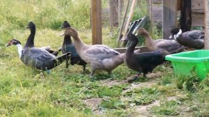 СИРЕНЕВЫЙ. Окрасы индоуток: часть 6. Окрасы мускусных уток