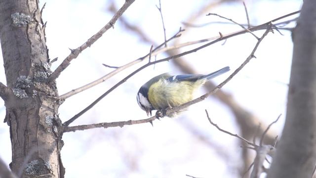 Лазоревка\Blue tit