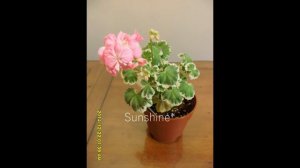 Pelargonium Chelsea Gem 2