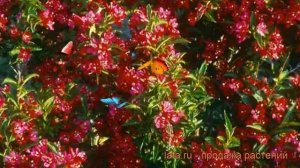 Вейгела цветущая Нейн Руж (weigela florida) ? Нейн Руж обзор: как сажать, саженцы вейгелы Нейн Руж