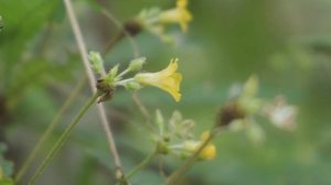 Biophytum reinwardtii flowers in 4K