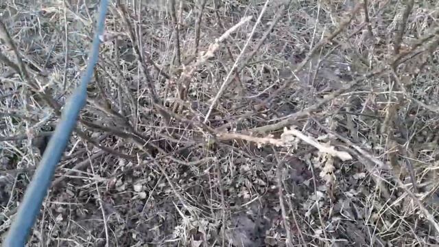 Обработка препаратом Брунька садовых растений