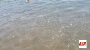 КАКОЕ МОРЕ В ЧЕРНОГОРИИ? БЕЧИЧИ 2021