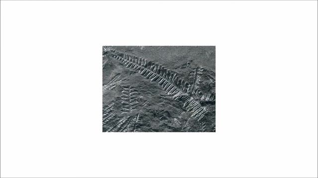 Anthurus d'Archer - Fossile (10) смотреть онлайн