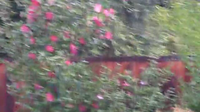 Camellia hybrid 'Gingetsu Perking' under the storm смотреть онлайн